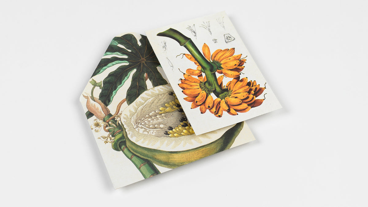 Natural History Creative Paper Book - Pepin