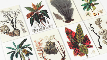 Natural History Creative Paper Book - Pepin
