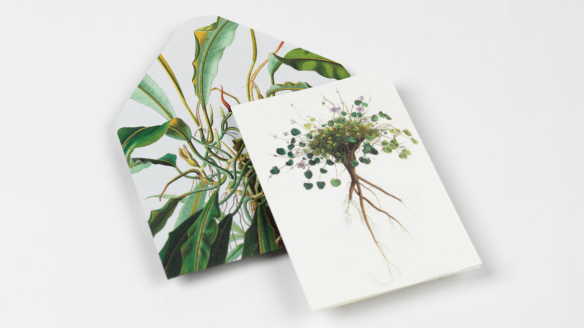 Natural History Creative Paper Book - Pepin
