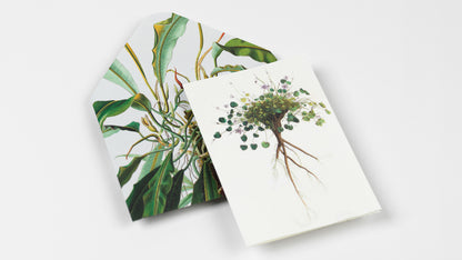 Natural History Creative Paper Book - Pepin